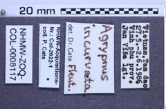 Etiketten zu Agrypnus incurvatus (NHMW-ZOO-COL-0008117)